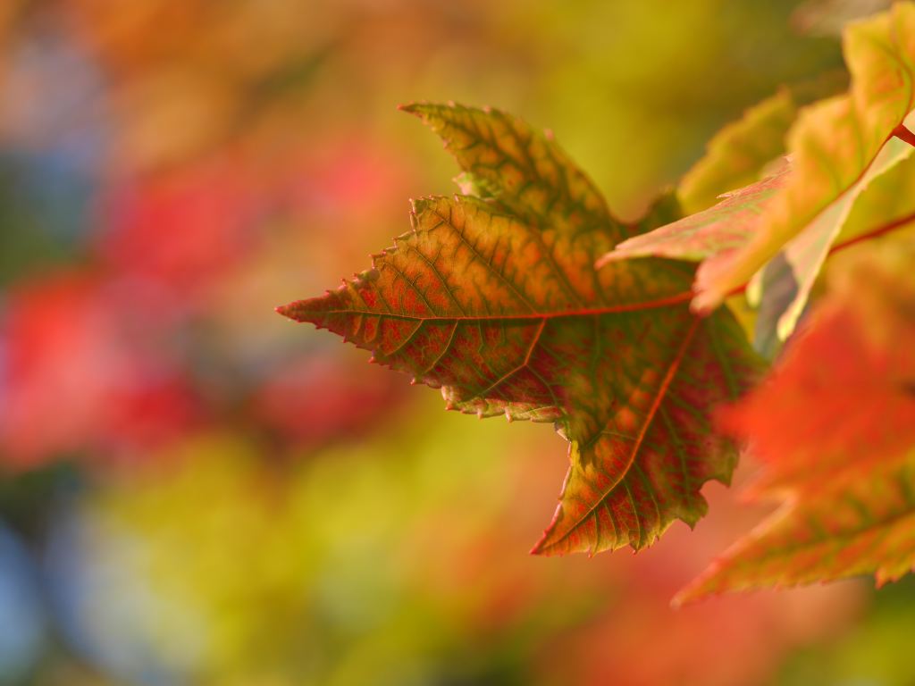 “Spring to Fall: Manifesting Dreams Between Equinoxes”