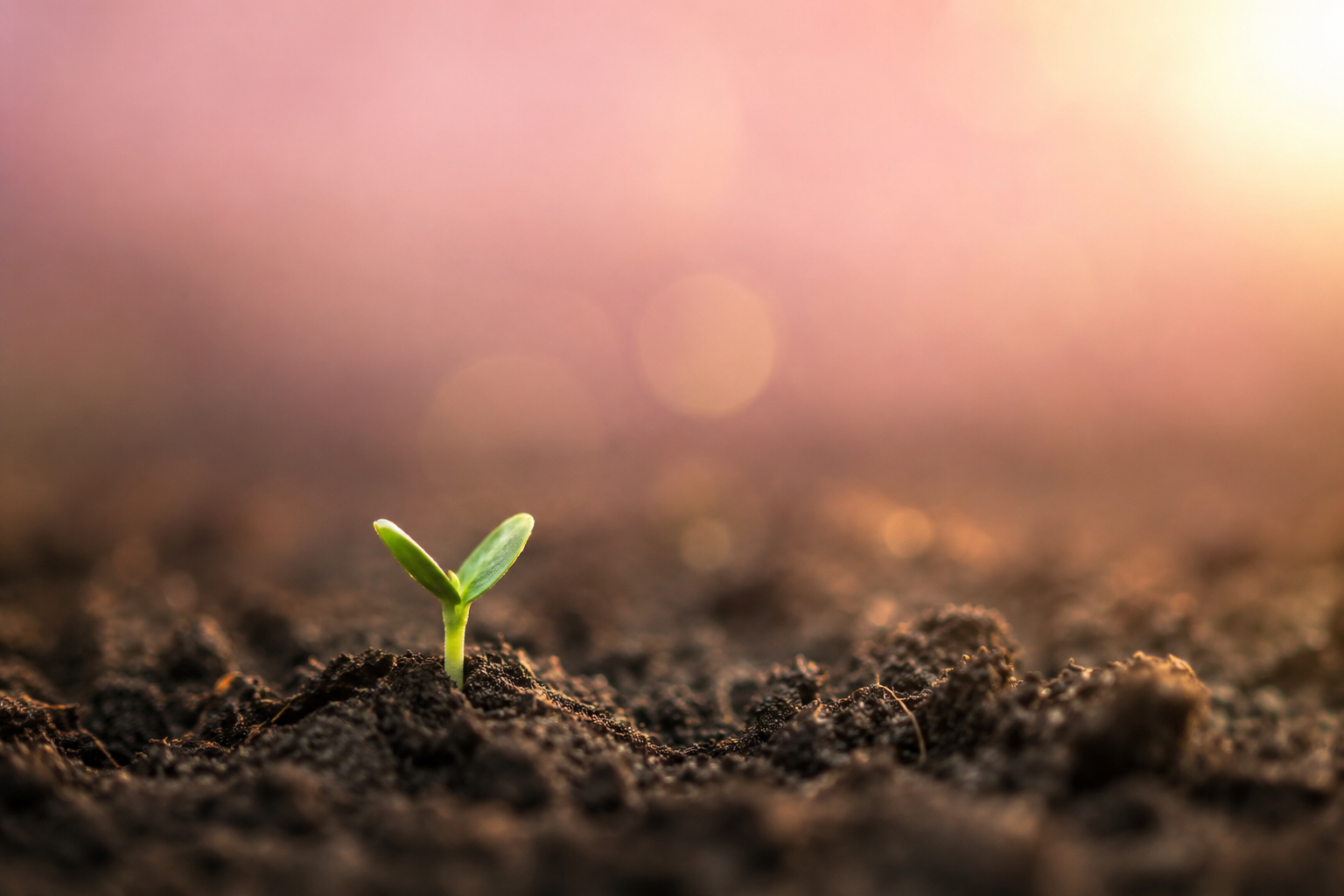 A green shoot coming up through dark soil