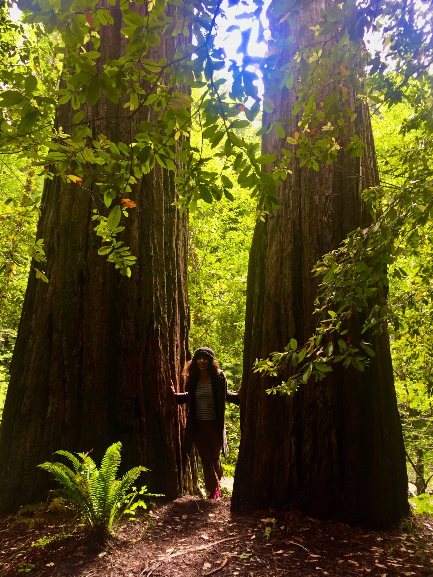 Armineh Turgeon standing between two ancient redwoods, a hand resting on each trunk